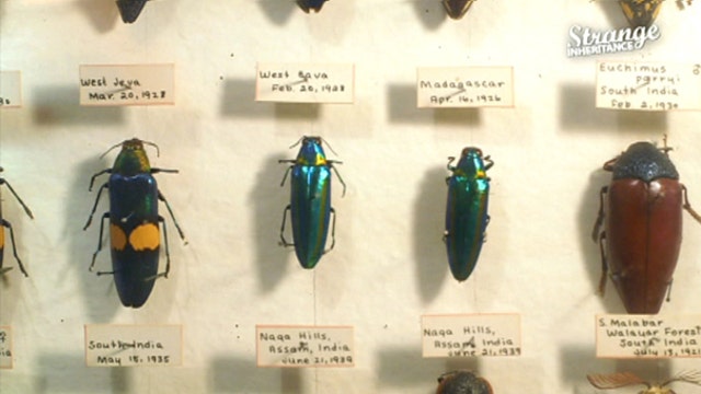 Family inherits a bug collection…worth millions?