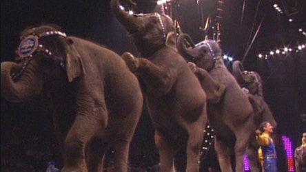 FBN's Neil Cavuto on Ringling Brothers' decision to phase out the use of elephants by 2018.