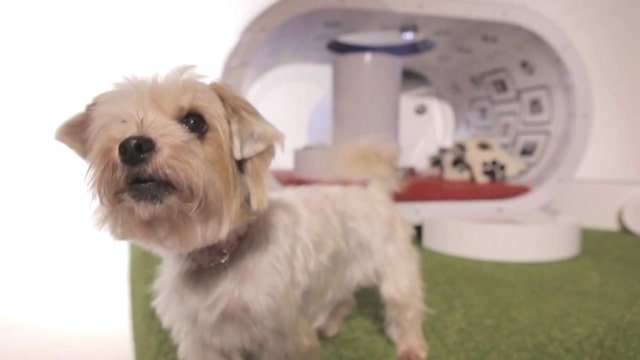 Samsung barking up the wrong tree with $30K doghouse?