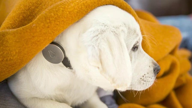 Whistle acquires pet-tracking company, raises $15M