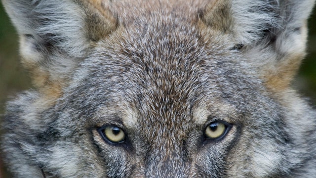 Endangered status of Gray Wolves hangs in balance in Mich.