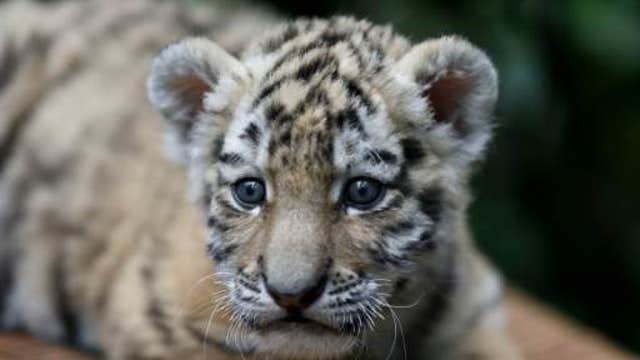 Florida wildlife refuge saves exotic animals