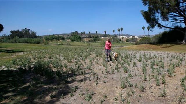 Calif. drought provides opportunity for some farmers 