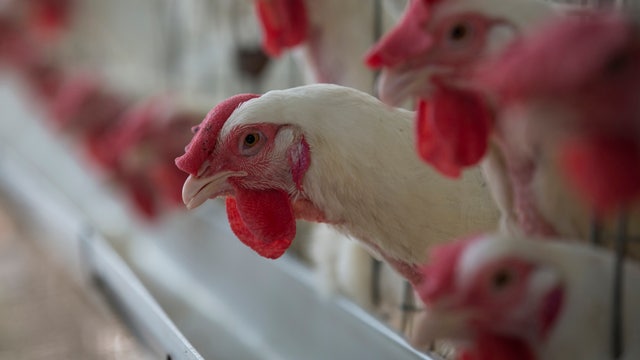 Are Americans eating less chicken? 