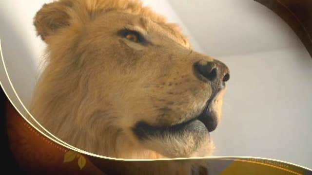 Legendary taxidermist leaves famous Hollywood props to sons