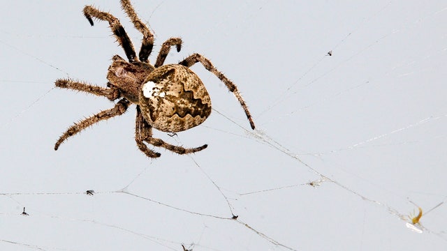 Why spiders might be invading your medicine cabinet 