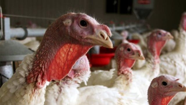 Will Bird Flu outbreak lead to higher prices for consumers?