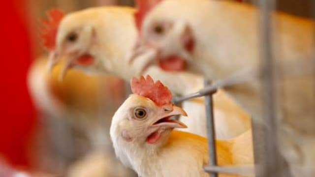 Chicken-renting business takes flight