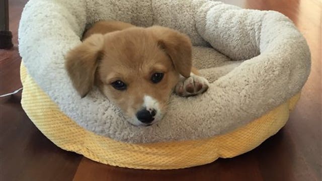 Inside the booming U.S. pet market 