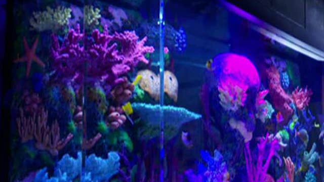 ‘Tanked’ stars talk fancy fish tanks for celebs