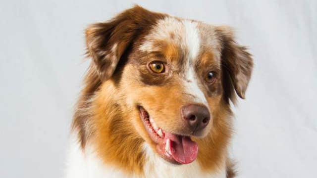 New dog breeds to join the American Kennel Club