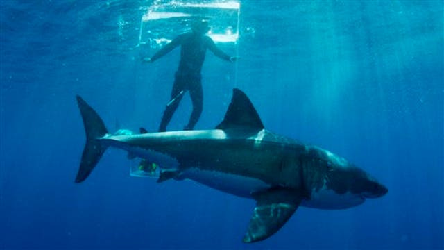 Expert says sharks confusing humans for prey 