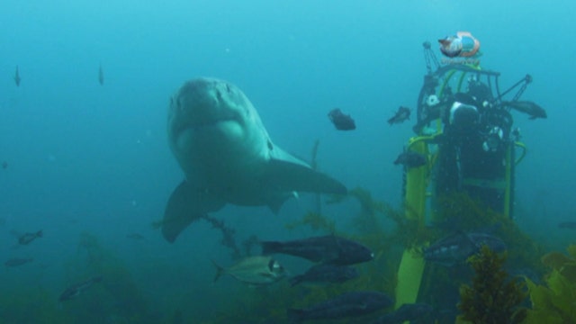 Shark Week filmmaker Andy Casagrande on filming sharks and how to keep safe in the water.