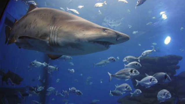 Great white sharks take flight on-camera