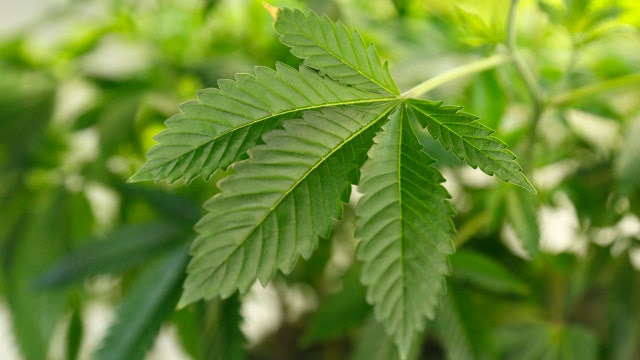 Ohio to vote on legalizing marijuana