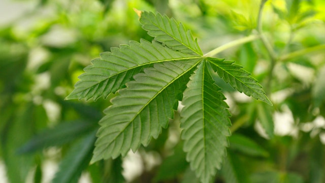 Ohio votes against legalization of pot