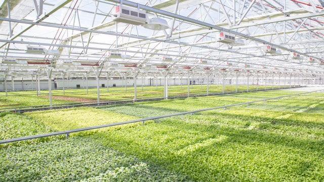 Gotham Greens CEO Viraj Puri talks to FOXBusiness.com’s Jade Scipioni about the future of urban farming using hydroponics.