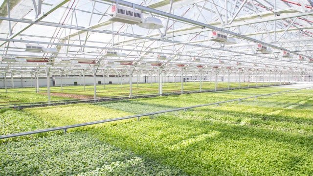 A look inside Gotham Greens's new high-tech indoor farming