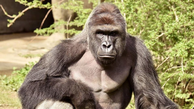 It’s not just about Harambe; Big businesses want animal violence to end
