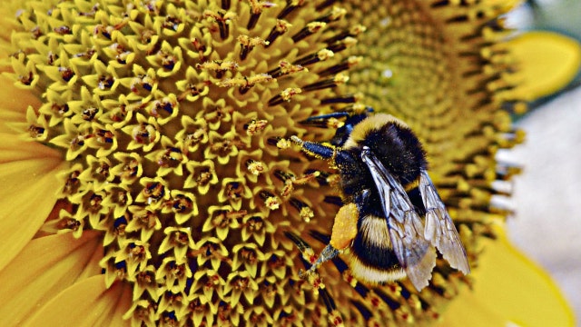 Can bees solve the world's food shortage problem?