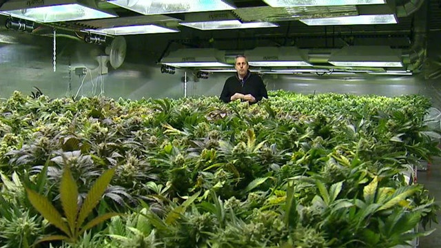 An inside look at a Colorado pot shop’s grow room