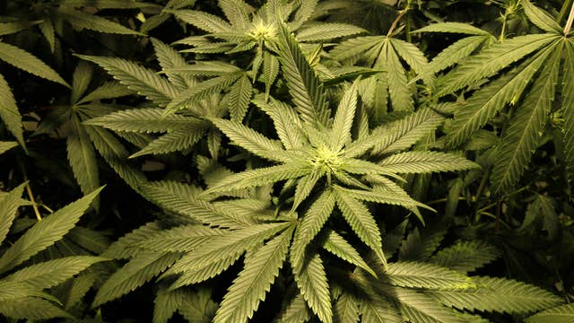 NY expected to be next state to permit medical marijuana