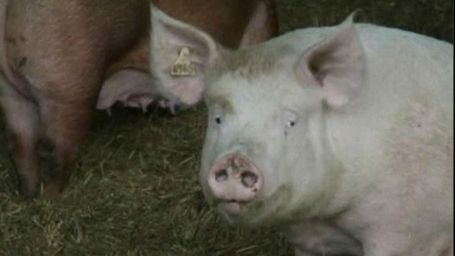 Are cloned pigs safe for consumption?