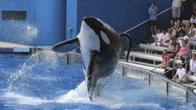 FBN’s Liz MacDonald on the SeaWorld controversy over worker and whale treatment.