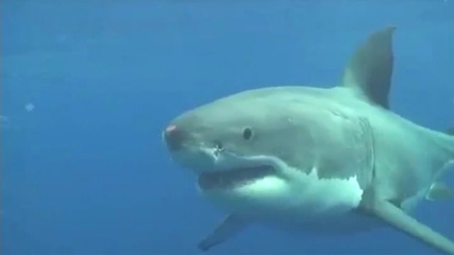 Will rise in shark attacks hurt tourism?