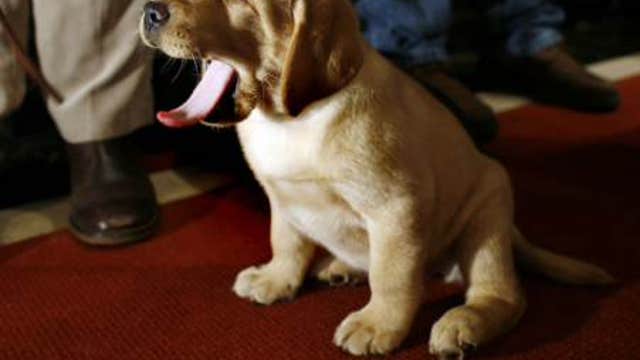 ‘Puppy Love’ Super Bowl ad big success for Anheuser-Busch