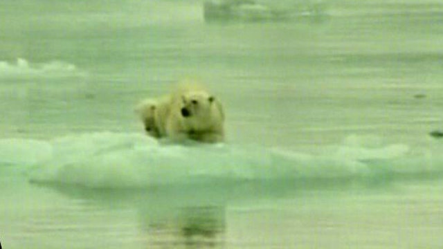 Are Polar Bear Populations in Trouble?