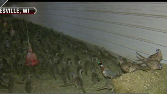 Grain Costs Driving Up Pheasant Prices