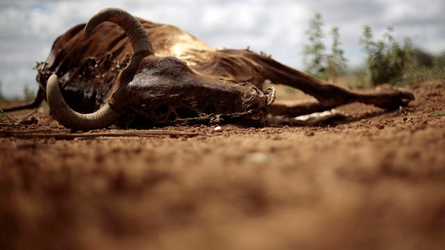 Out of cows or out of business: Drought to dry out ranchers