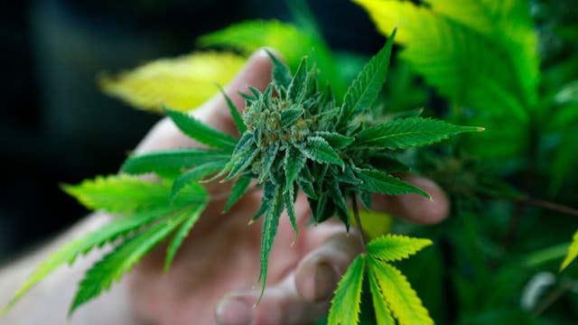 Pot hits national airwaves