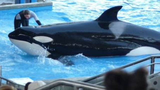 Will SeaWorld’s stock be hurt by push to ban orca shows?
