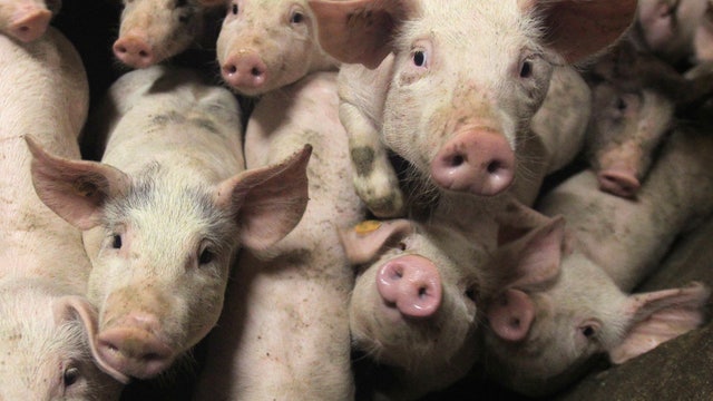 FBN’s Jeff Flock on the rise in hog prices due to the Swine Flu.