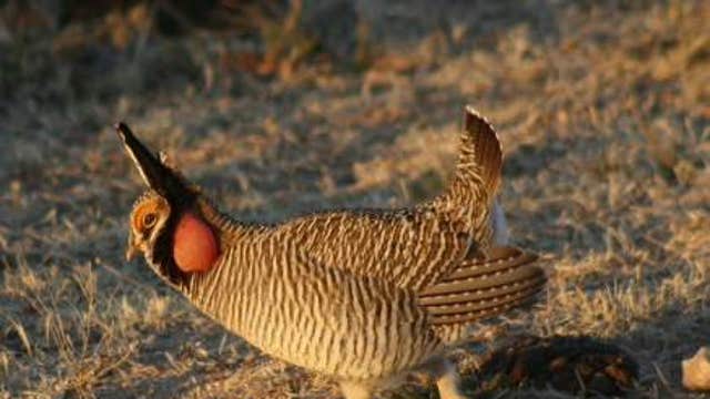 Prairie chicken holding up energy expansion in five states?