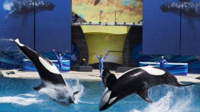 California bill seeks to end orca shows at SeaWorld