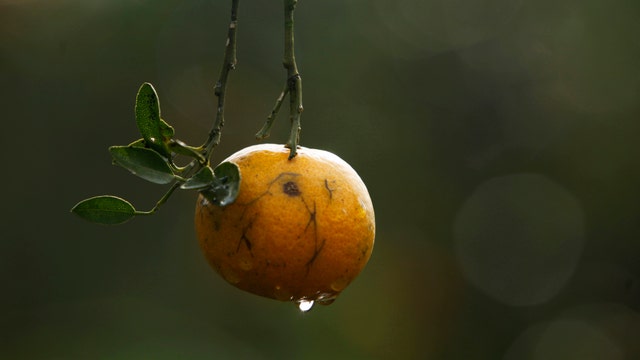 Florida Agriculture Commish on Orange Disease