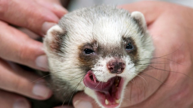 Independents After Hours: Ferret ban lifted?