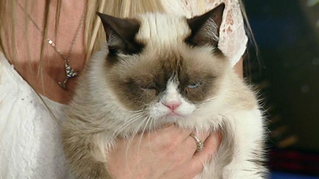 Why So Serious? Grumpy Cat Goes Big Time