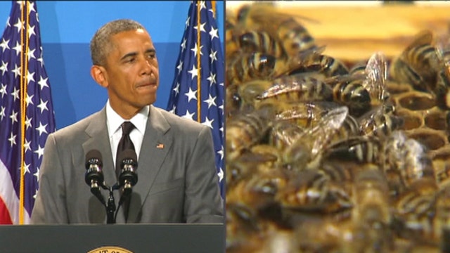 Viewer Reaction: The President more concerned with bees than veterans?