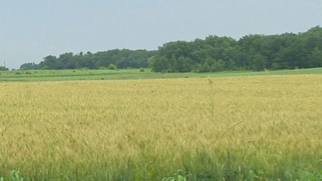 Wheat Farm Not Impacted by Monsanto