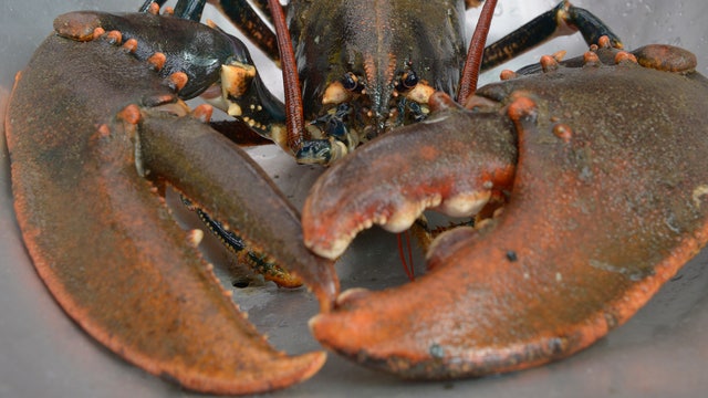 Cousins Maine Lobster prepping for IPO?