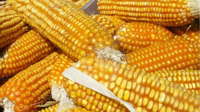 An all-time record corn crop?
