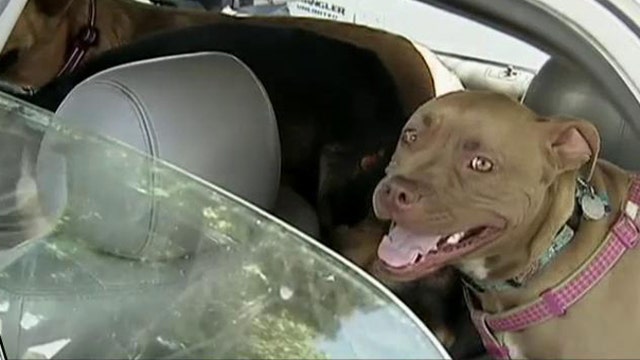 What should you do if you see a pet in a hot car?