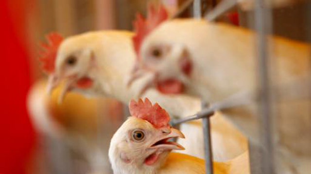 Is imported chicken putting American’s health at risk?