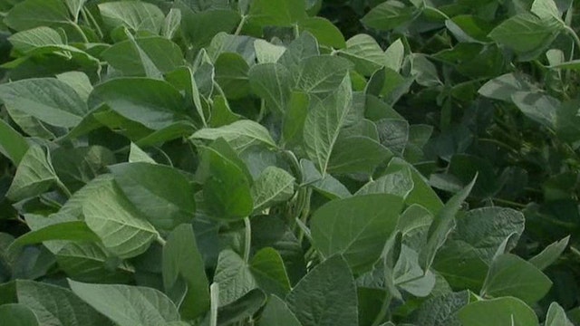 This Year's Soybean Crop Could Yield a Record Harvest