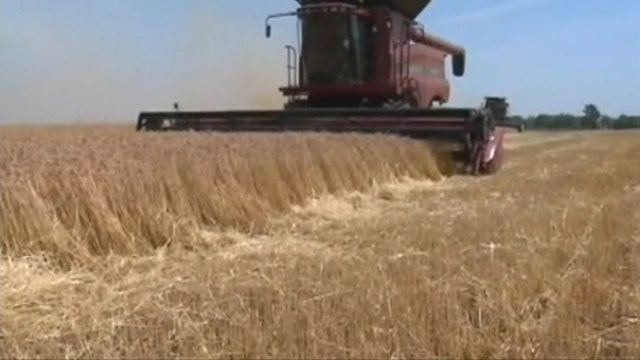 Corn, wheat off lows; Cotton crushed on drought worries