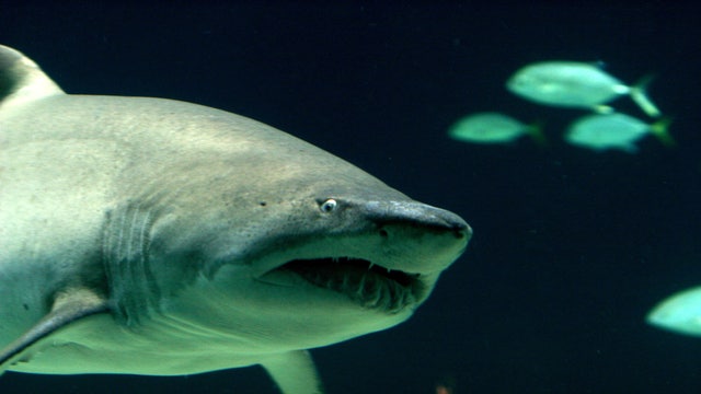 Device forms magnetic force field against sharks